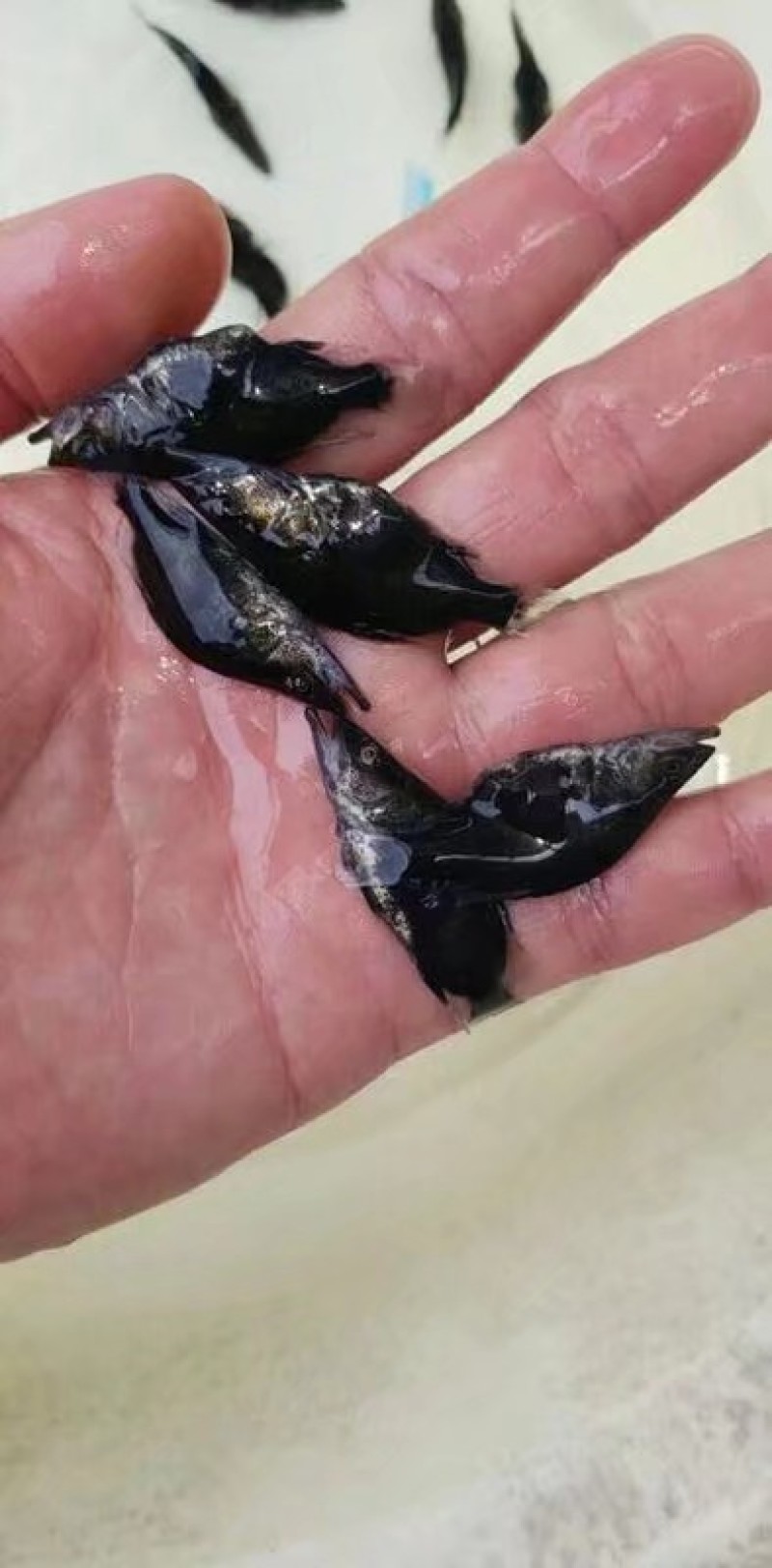桂花鱼苗全国空运快递量大送货上门提供养殖技术