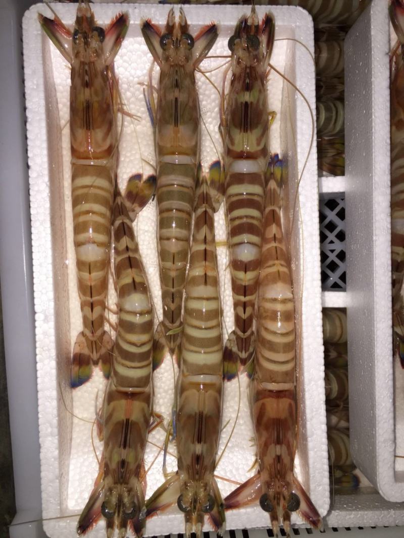 斑节虾竹节虾来自深海肉质紧实细腻