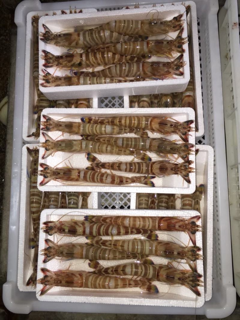 斑节虾竹节虾来自深海肉质紧实细腻