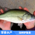 鲈鱼苗加州鲈鱼苗优鲈3号淡水鲈鱼苗