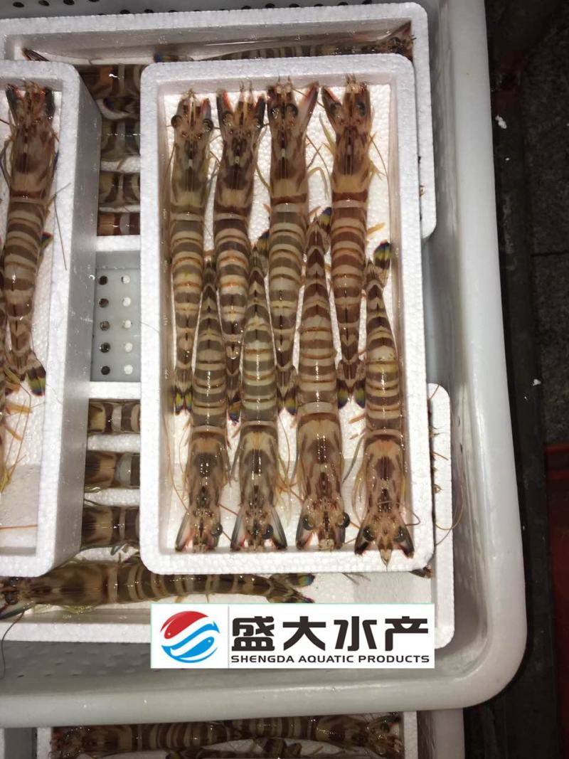 斑节虾竹节虾来自深海肉质紧实细腻