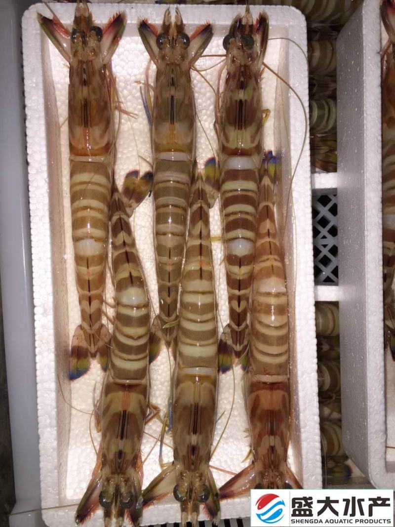 斑节虾竹节虾来自深海肉质紧实细腻