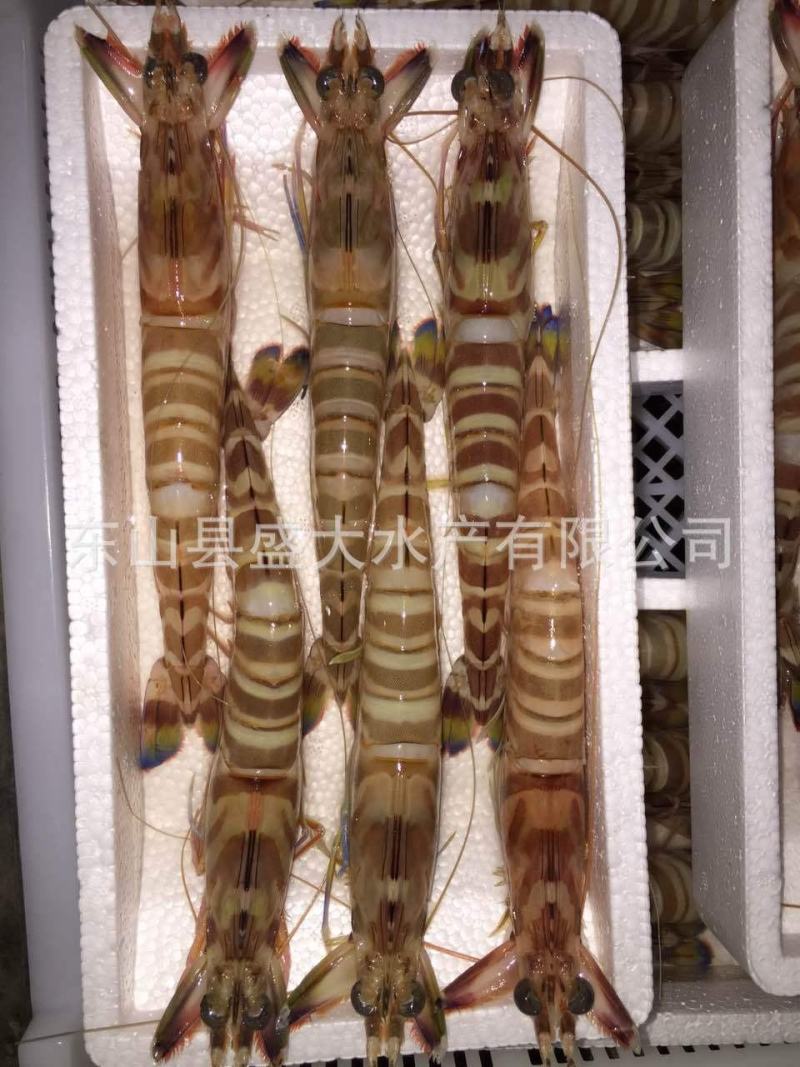 斑节虾竹节虾来自深海肉质紧实细腻