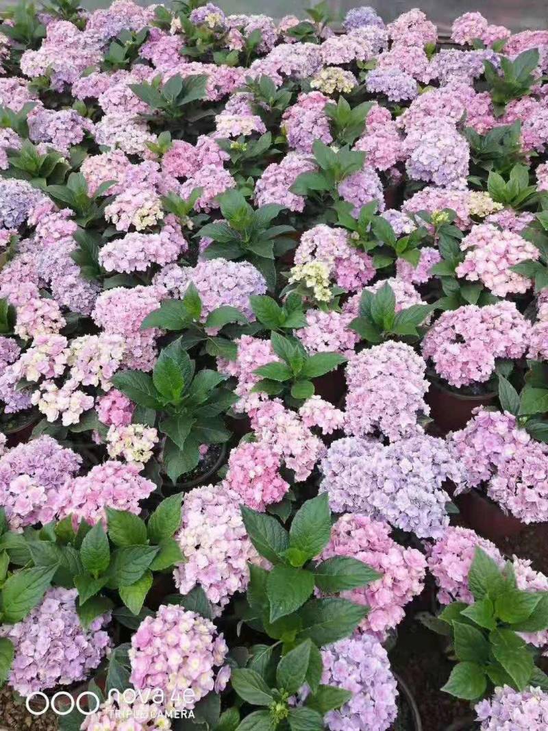 草本绣球小苗，花期长，四季开花，环境适应性强