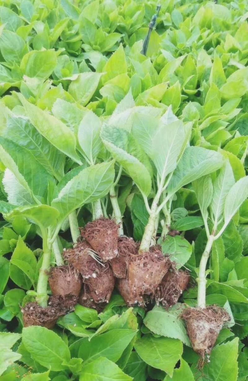 草本绣球小苗，花期长，四季开花，环境适应性强