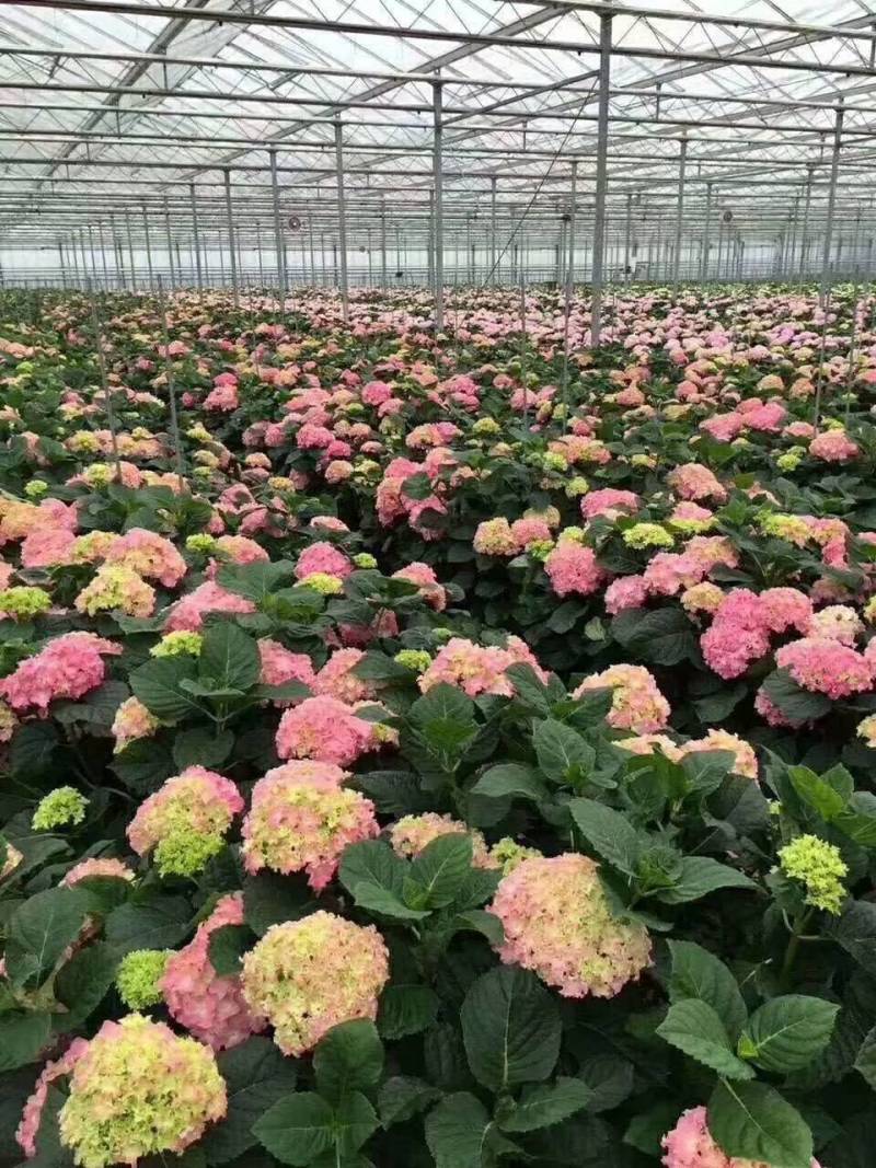 草本绣球小苗，花期长，四季开花，环境适应性强