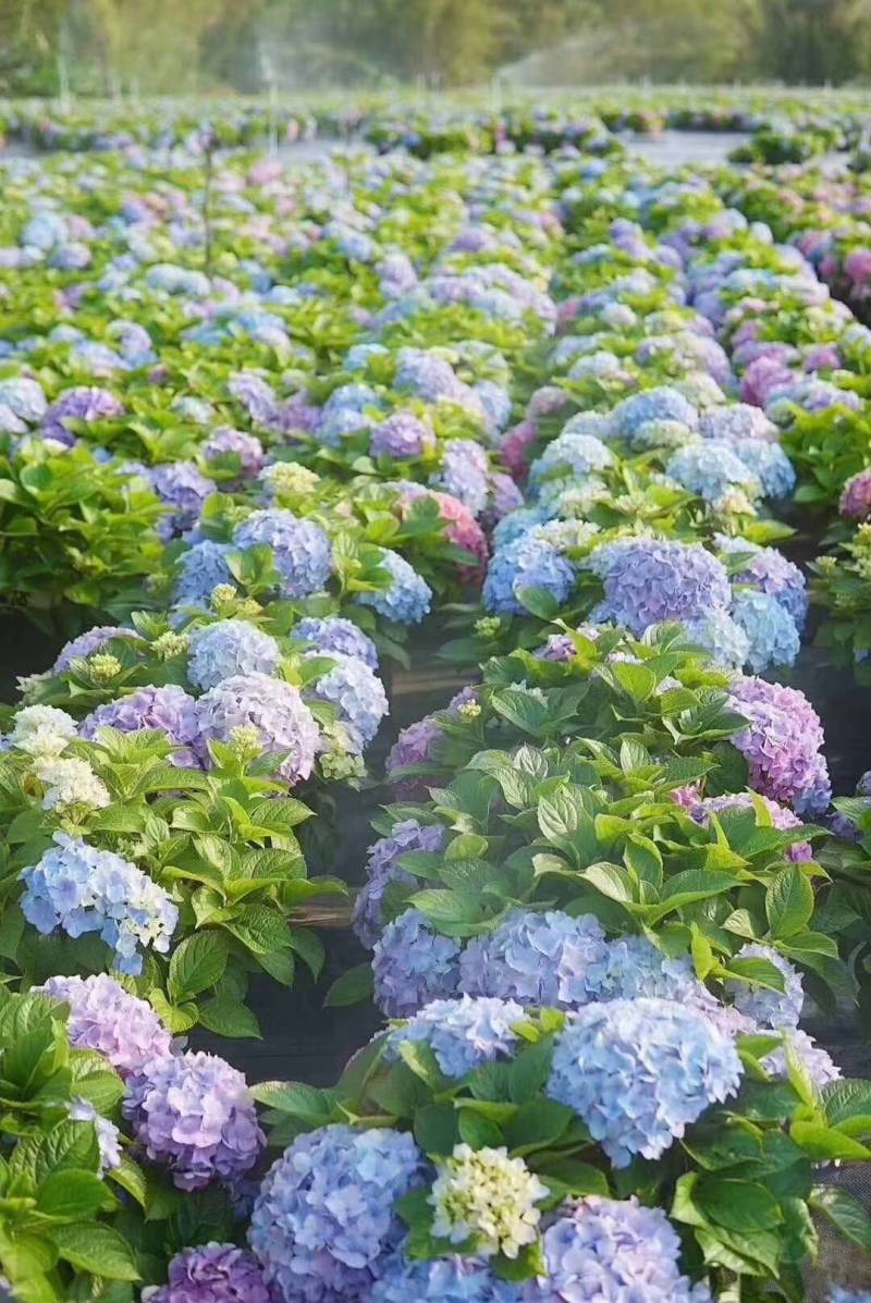 草本绣球小苗，花期长，四季开花，环境适应性强