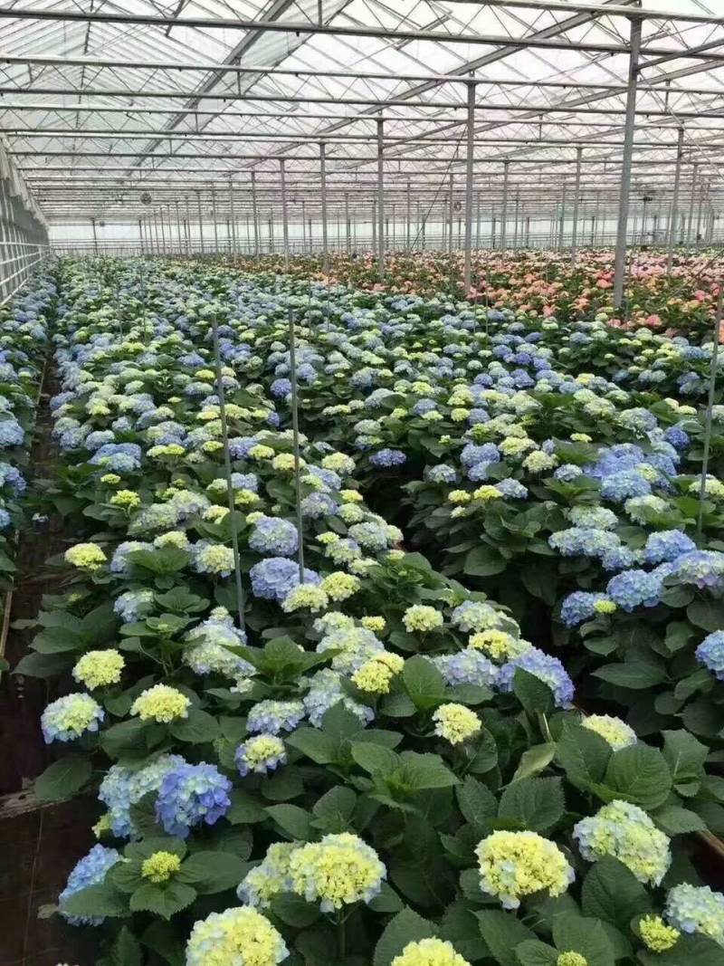 草本绣球小苗，花期长，四季开花，环境适应性强