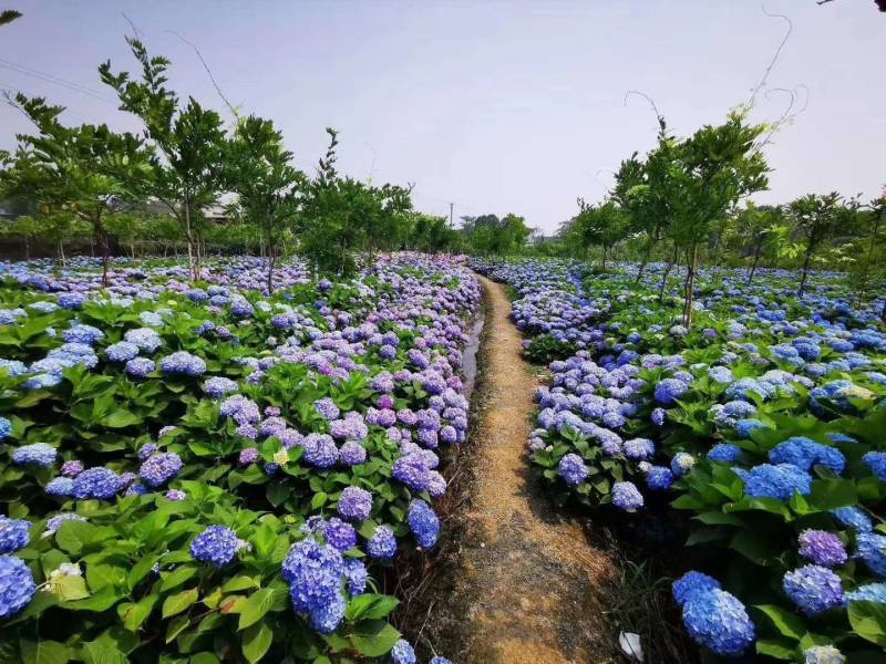草本绣球小苗，花期长，四季开花，环境适应性强