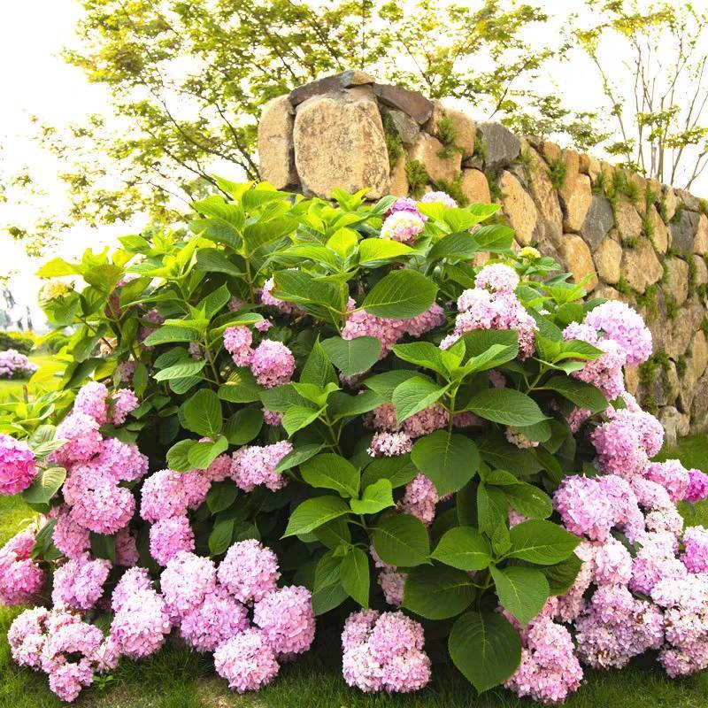 草本绣球小苗，花期长，四季开花，环境适应性强