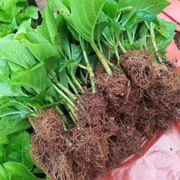草本绣球小苗，花期长，四季开花，环境适应性强