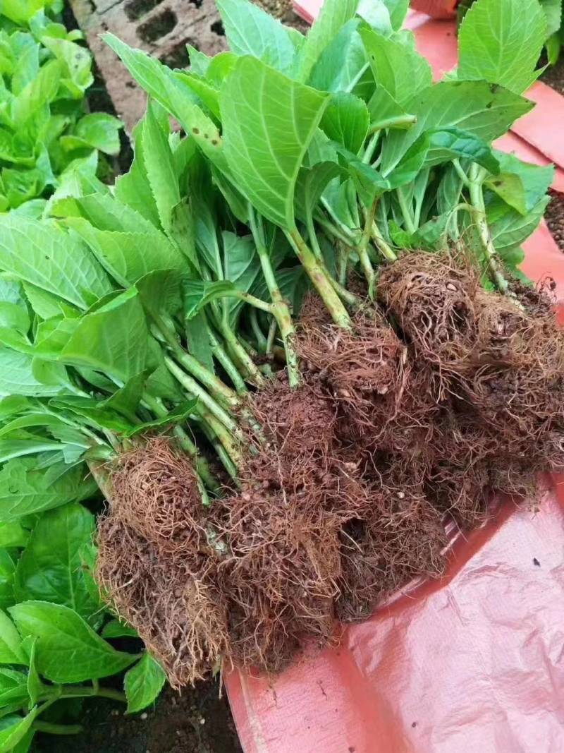 草本绣球小苗，花期长，四季开花，环境适应性强