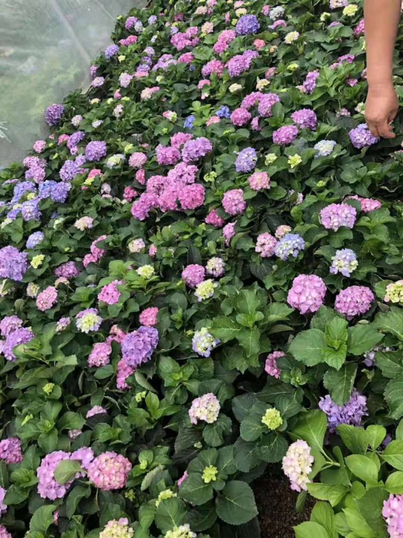 草本绣球小苗，花期长，四季开花，环境适应性强