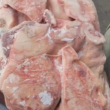 【母猪猪头】手续齐全，品质保证，有需要随时联系我