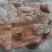 【母猪猪头】手续齐全，品质保证，有需要随时联系我