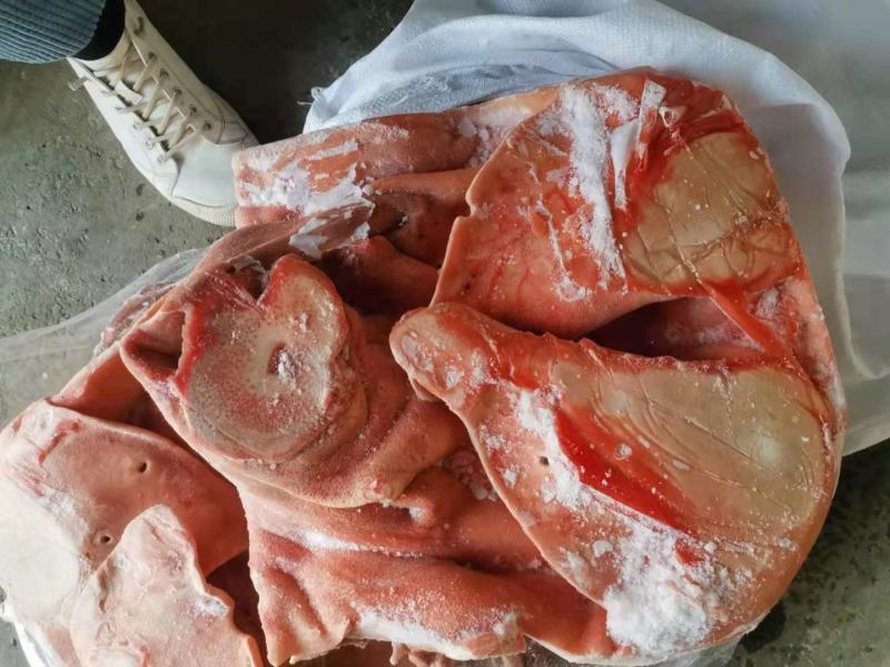 【母猪猪头】手续齐全，品质保证，有需要随时联系我