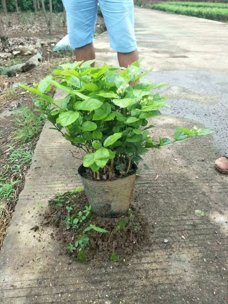 茉莉花老盆茉莉花带盆茉莉花基地直销没有中间商赚
