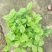 茉莉花老盆茉莉花带盆茉莉花基地直销没有中间商赚