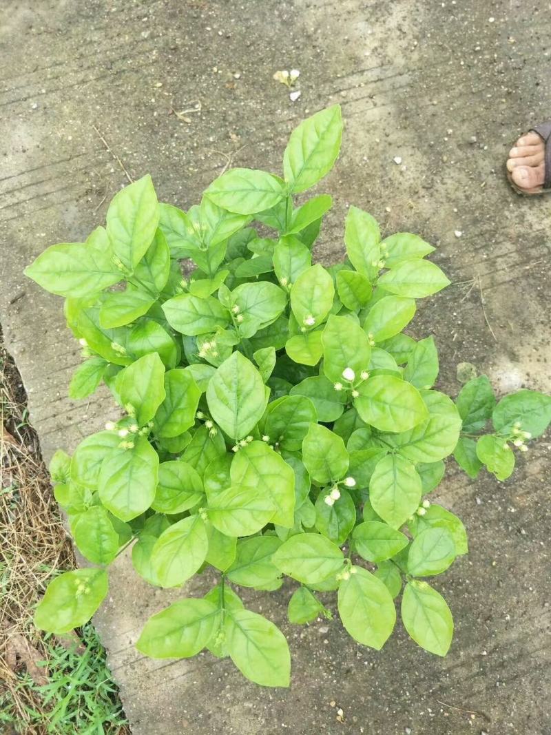 茉莉花老盆茉莉花带盆茉莉花基地直销没有中间商赚