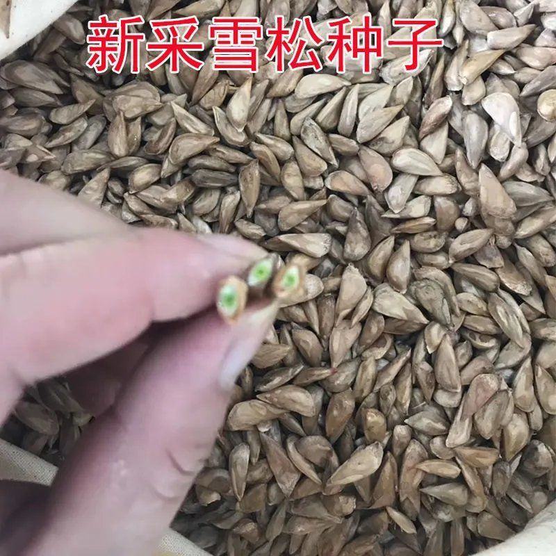 雪松种子正宗印度雪松树盆栽雪松籽宝塔松园林庭院绿植