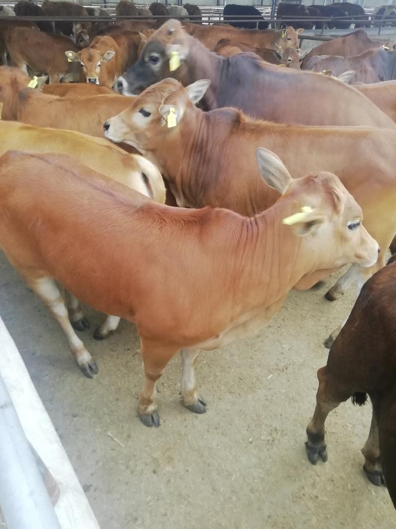西门塔尔牛，西门塔尔牛牛犊，长势快，好饲养，包送货