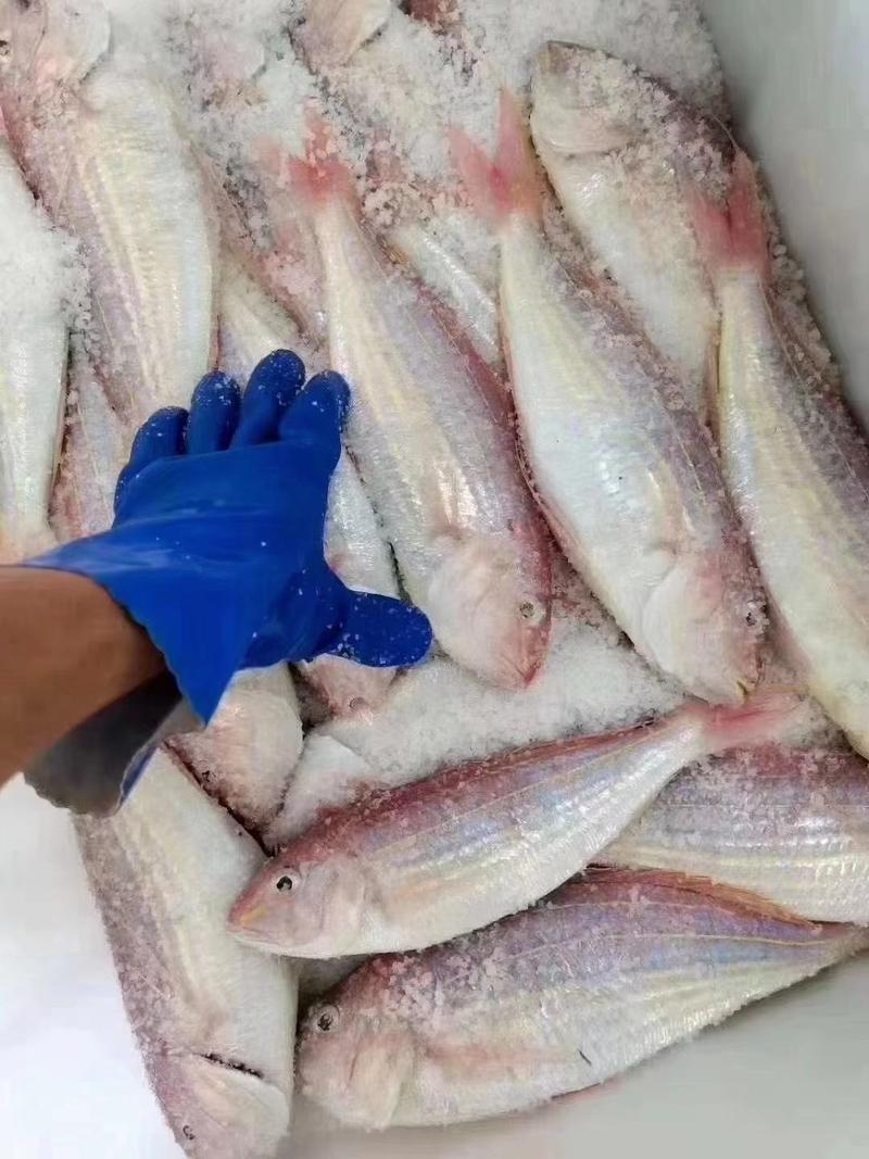 金丝鱼是博贺港十大名鱼之一，品尝下正宗一夜情金丝鱼，咸和