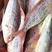 金丝鱼是博贺港十大名鱼之一，品尝下正宗一夜情金丝鱼，咸和