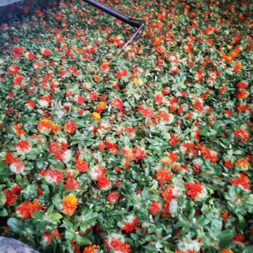 展会热卖红花朵花红叶绿地摊跑量新货干度好
