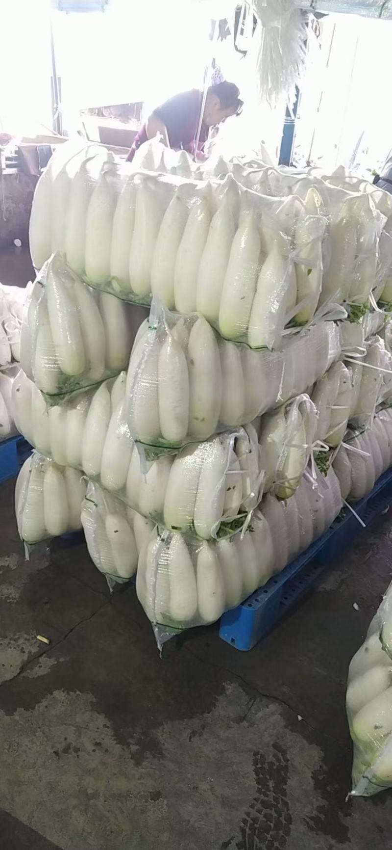 精品白萝卜，酱菜厂，加工厂，养殖厂，规格齐全，大量供应
