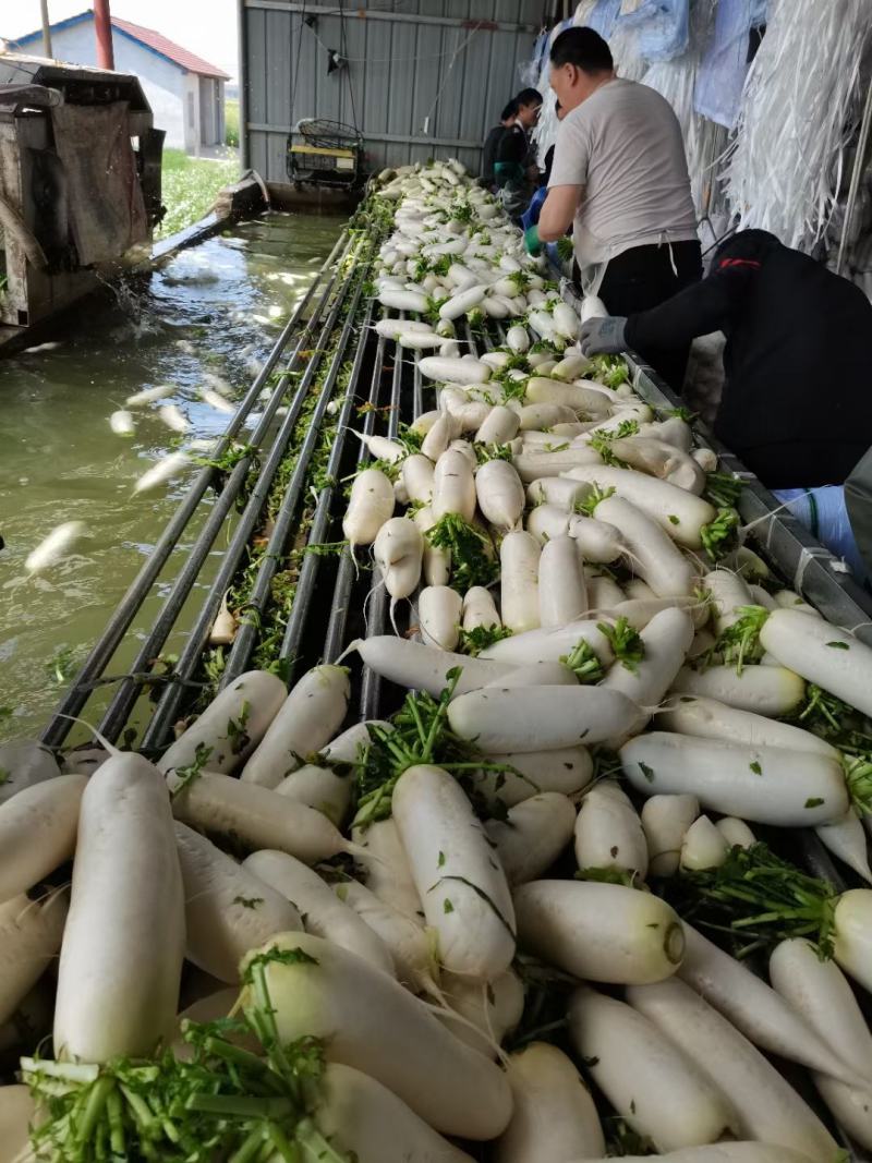 精品白萝卜，酱菜厂，加工厂，养殖厂，规格齐全，大量供应