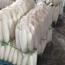 精品白萝卜，酱菜厂，加工厂，养殖厂，规格齐全，大量供应
