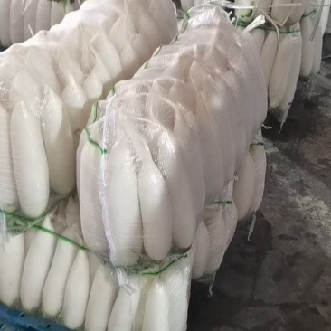 精品白萝卜，酱菜厂，加工厂，养殖厂，规格齐全，大量供应