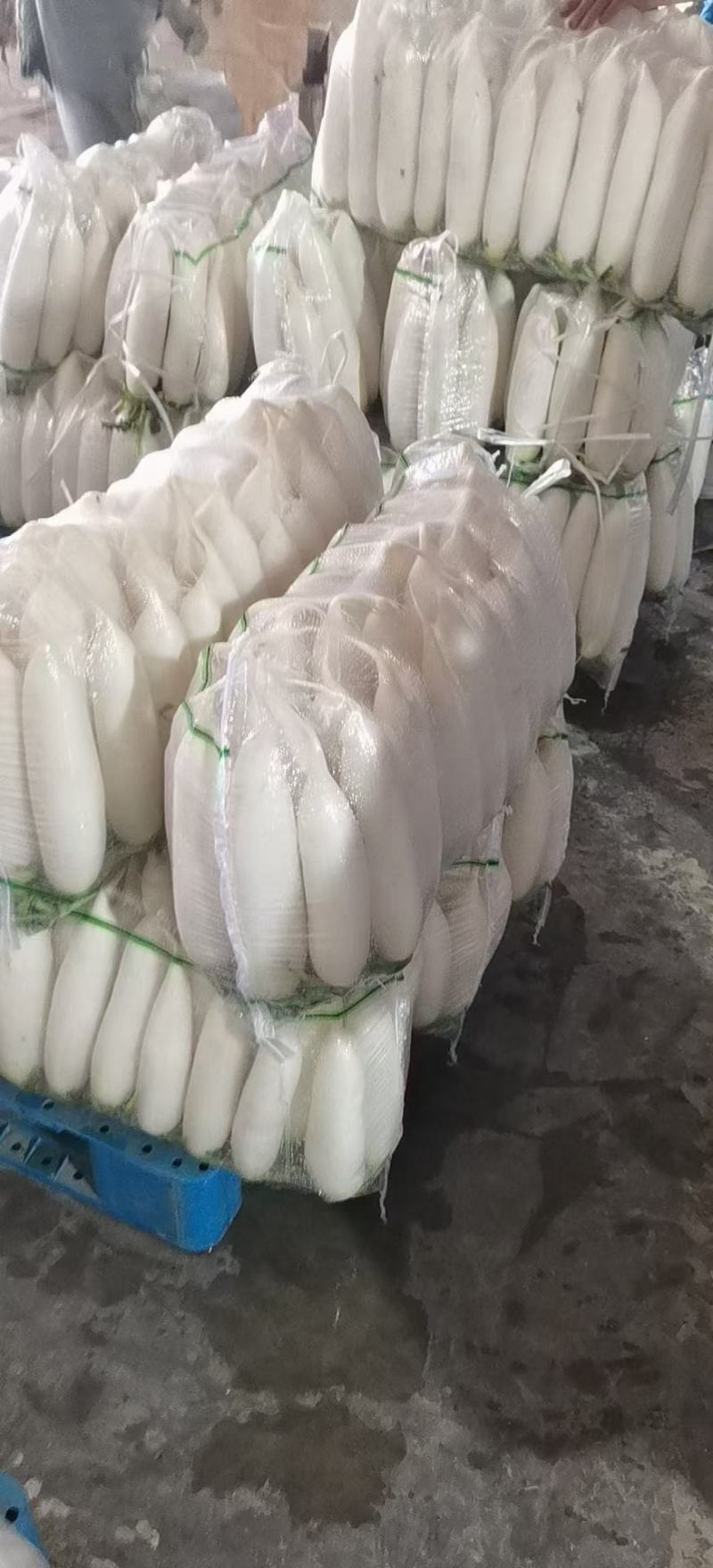 精品白萝卜，酱菜厂，加工厂，养殖厂，规格齐全，大量供应