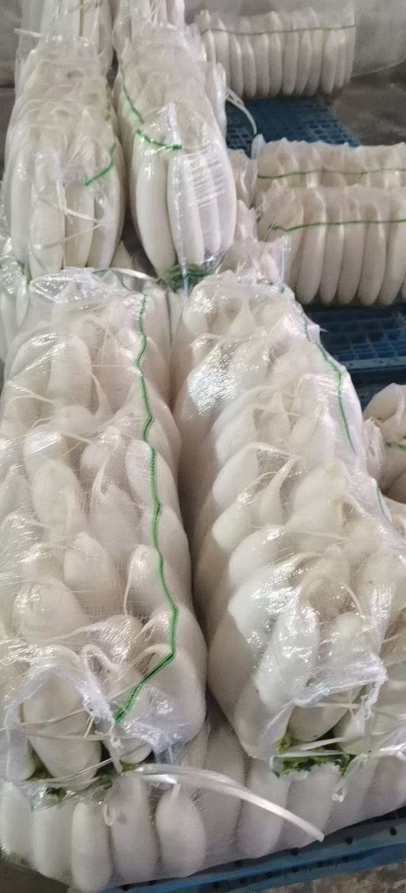 精品白萝卜，酱菜厂，加工厂，养殖厂，规格齐全，大量供应