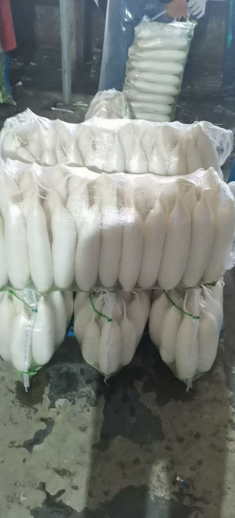 精品白萝卜，酱菜厂，加工厂，养殖厂，规格齐全，大量供应