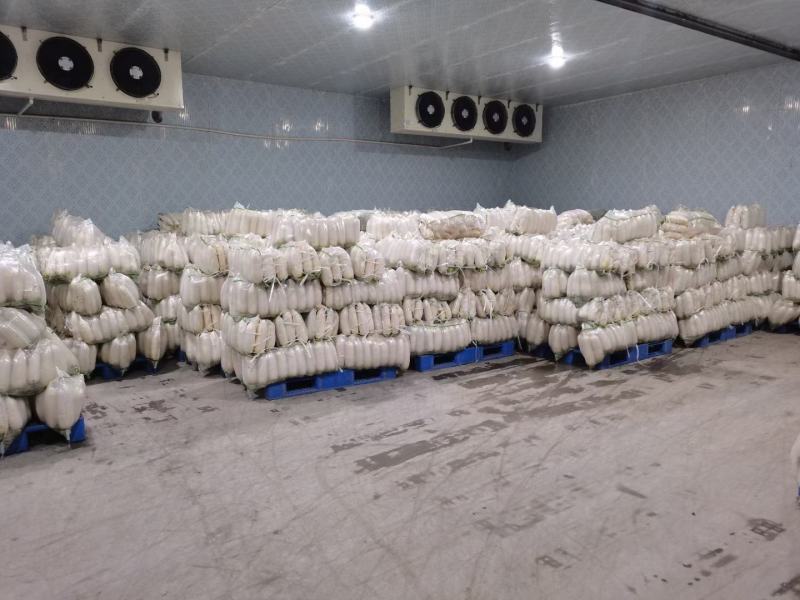 精品白萝卜，酱菜厂，加工厂，养殖厂，规格齐全，大量供应