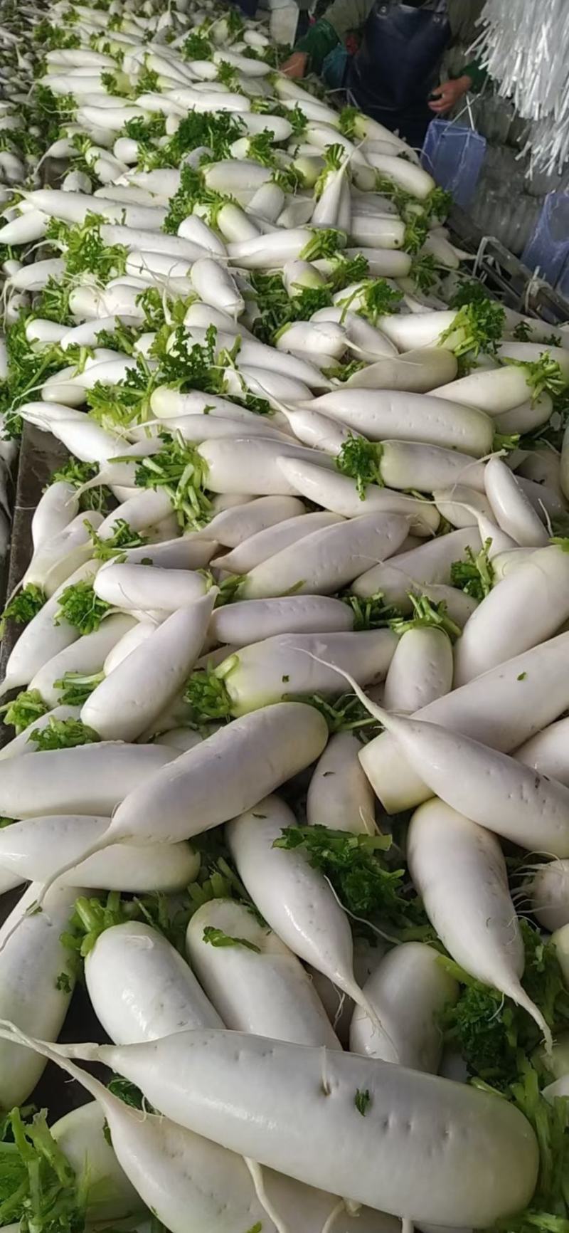 精品白萝卜，酱菜厂，加工厂，养殖厂，规格齐全，大量供应