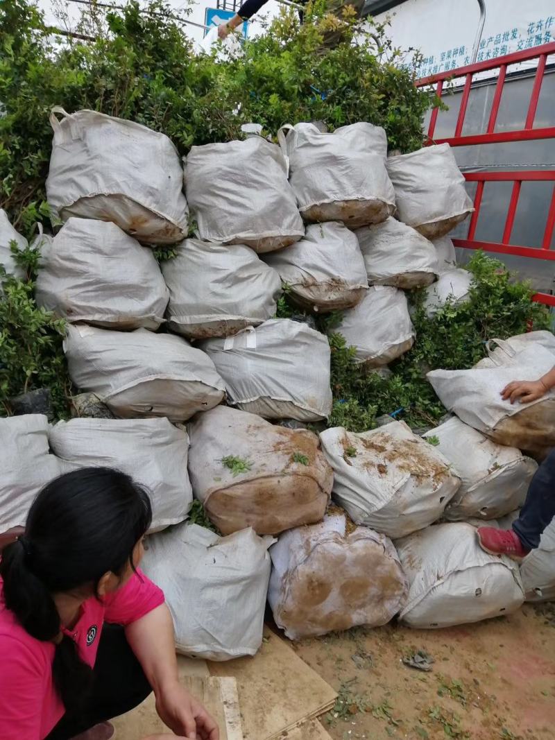 绿宝袋苗盆栽花卉室内四季常青植物庭院地栽苗木