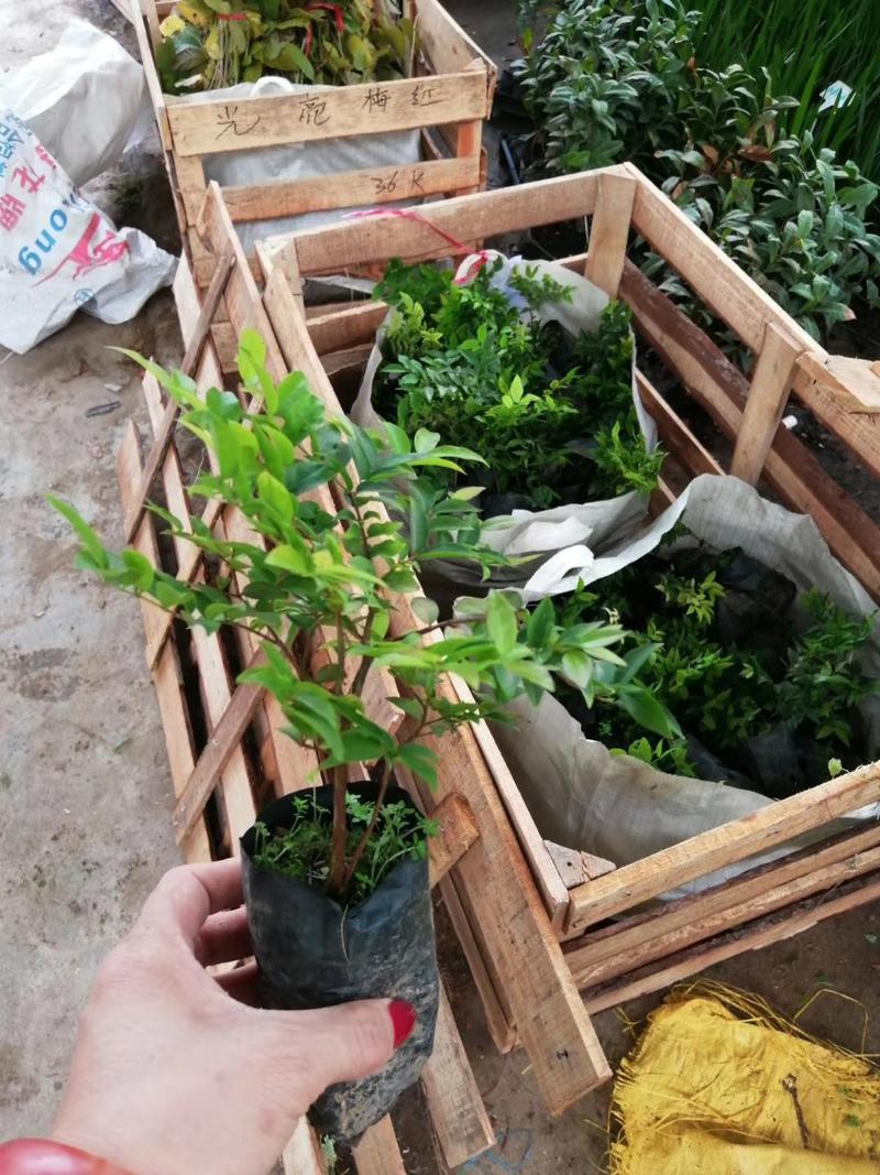 绿宝袋苗盆栽花卉室内四季常青植物庭院地栽苗木
