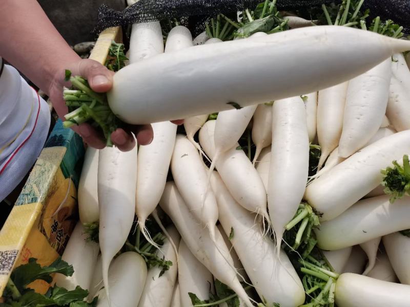 精品白萝卜，酱菜厂，加工厂，养殖厂，规格齐全，大量供应