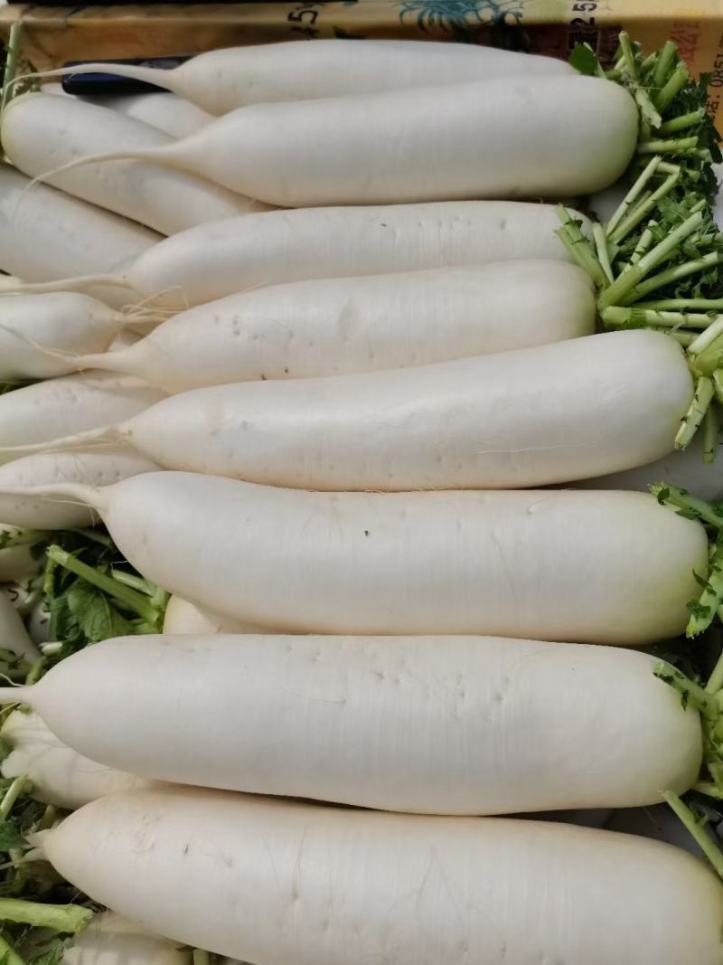 精品白萝卜，酱菜厂，加工厂，养殖厂，规格齐全，大量供应