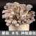 平菇菌包木耳菌包栽培木椴菌包食用菌包栽培
