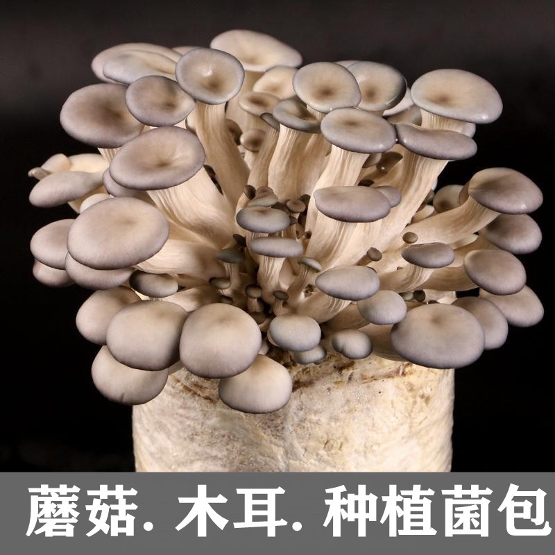 平菇菌包木耳菌包栽培木椴菌包食用菌包栽培