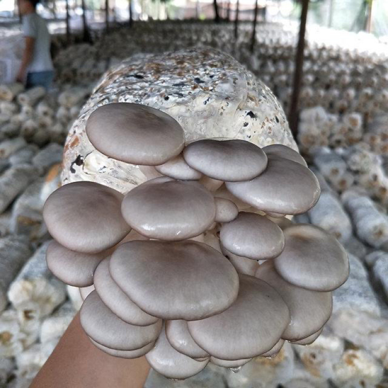 平菇菌包木耳菌包栽培木椴菌包食用菌包栽培