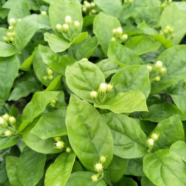茉莉花老盆茉莉花基地直销没有中间商赚差价