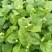 茉莉花老盆茉莉花基地直销没有中间商赚差价