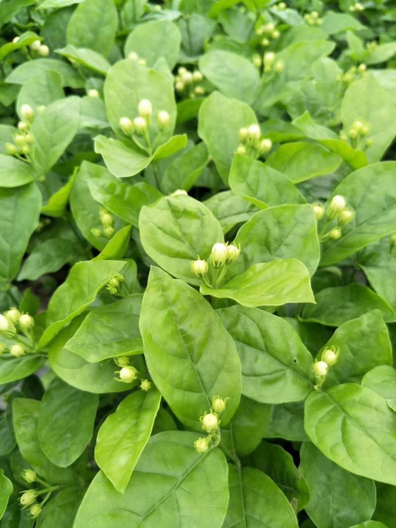 茉莉花老盆茉莉花基地直销没有中间商赚差价