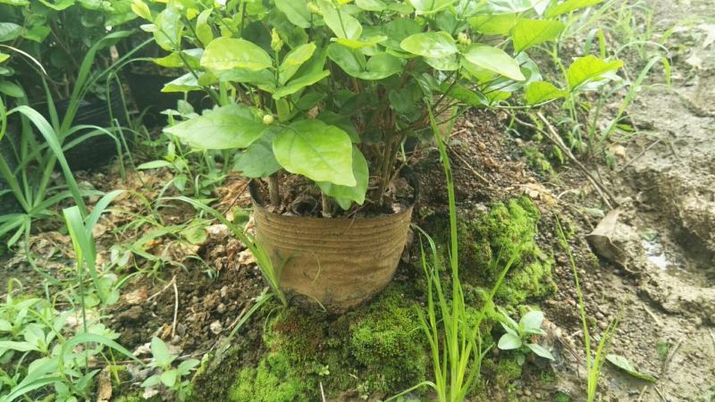 茉莉花老盆茉莉花基地直销没有中间商赚差价