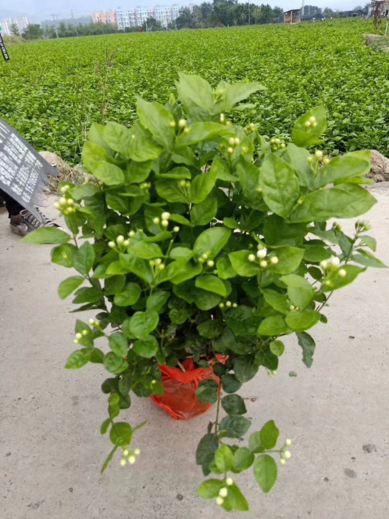 茉莉花老盆茉莉花基地直销没有中间商赚差价