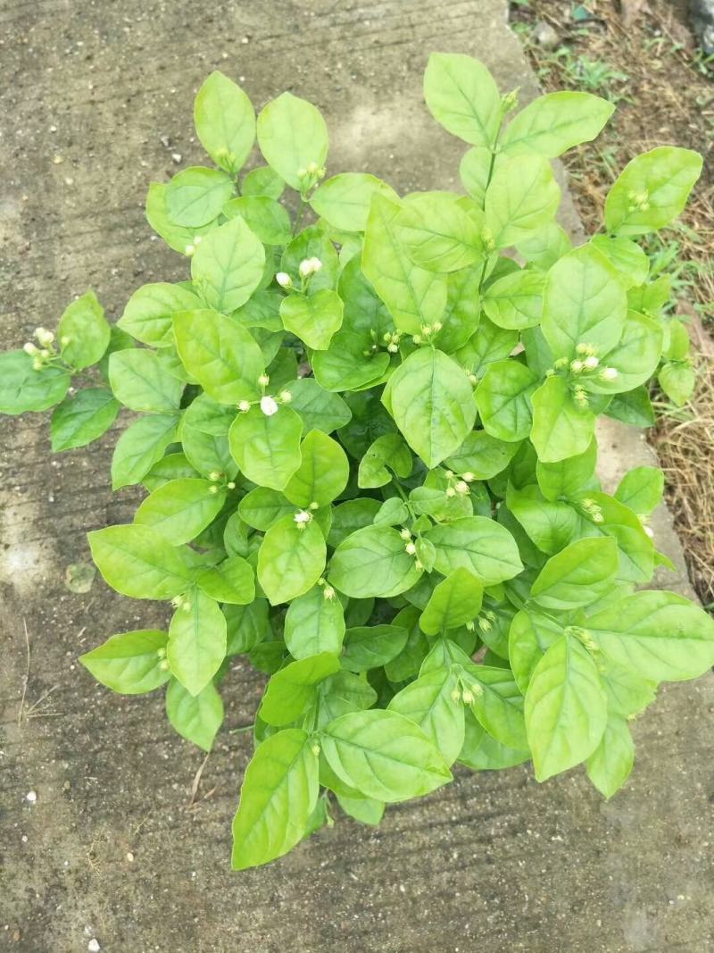 茉莉花老盆茉莉花基地直销没有中间商赚差价